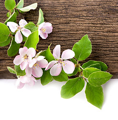 Image showing apple flowers branch 