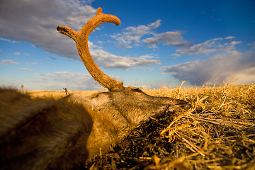 Image showing death on the prairie