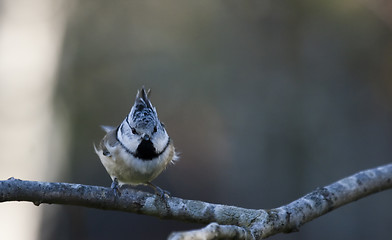 Image showing crested tit