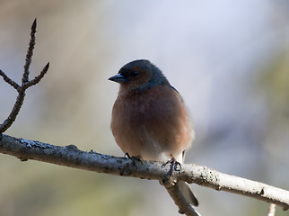 Image showing male chaffinch