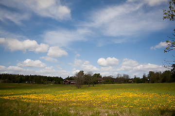 Image showing summer meadows