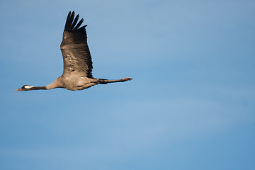 Image showing flying crane