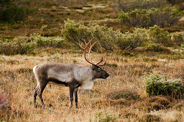 Image showing reindeer bull