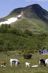 Image showing grazing cows