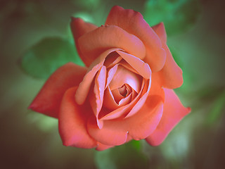 Image showing Retro look Rose