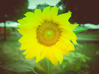 Image showing Retro look Sunflower flower