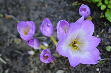 Image showing sunlit colchicum in the flowerbed