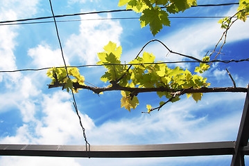 Image showing Vine branch over blue sky