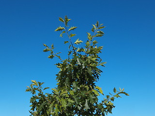 Image showing Green tree on blue sky background