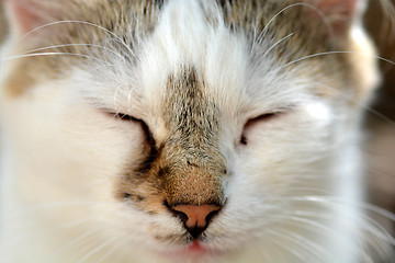 Image showing head cat close up on a white background