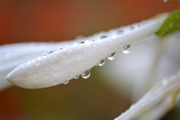 Image showing macro white flower with water drops