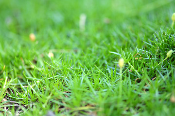 Image showing green grass background, close up