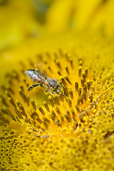 Image showing close up of bee on sunflower