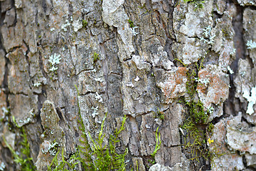 Image showing grunge wooden texture used as background, wood bark