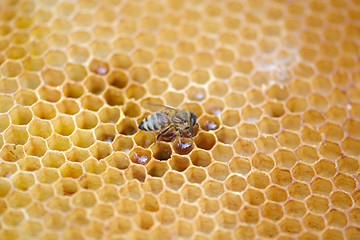 Image showing bees work on honeycomb