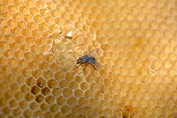 Image showing fly work on honeycomb