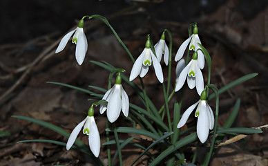 Image showing Snowdrops Galanthus nivalis