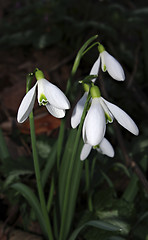 Image showing Snowdrops Galanthus nivalis