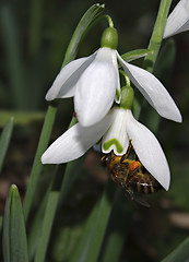 Image showing Snowdrops Galanthus nivalis