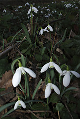 Image showing Snowdrops Galanthus nivalis