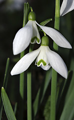 Image showing Snowdrops Galanthus nivalis