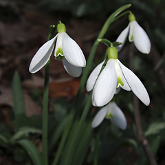 Image showing Snowdrops Galanthus nivalis