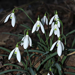 Image showing Snowdrops Galanthus nivalis