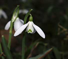 Image showing Snowdrops Galanthus nivalis