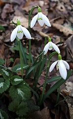 Image showing Snowdrops Galanthus nivalis