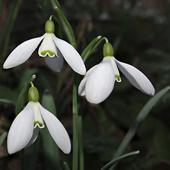 Image showing Snowdrops Galanthus nivalis