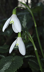 Image showing Snowdrops Galanthus nivalis