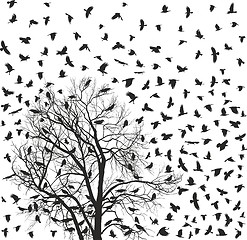 Image showing Flock of crows over tree