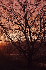 Image showing Bare trees