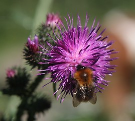 Image showing Bumblebee on a thistle