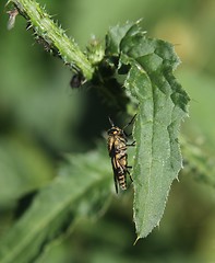 Image showing Insect on a thistle