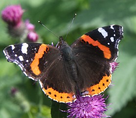 Image showing Butterfly on a thistle