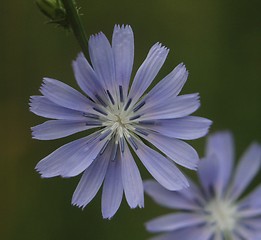 Image showing Blue flower