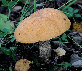 Image showing Mushroom