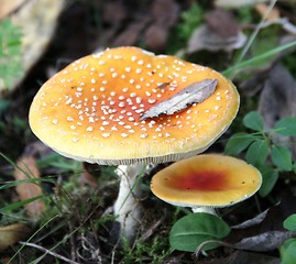 Image showing Red agaric