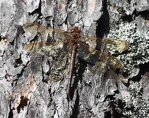 Image showing Dragonfly