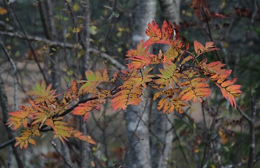 Image showing Autumnal tree