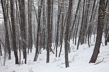 Image showing Winter forest