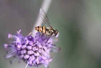 Image showing Hoverfly on a flower