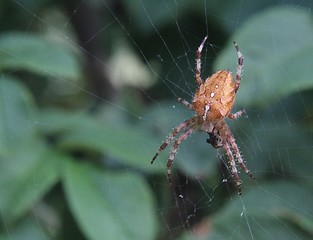 Image showing Spider 
