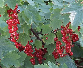 Image showing Red currant