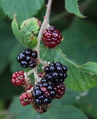 Image showing Blackberries