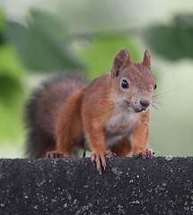 Image showing Red squirrel