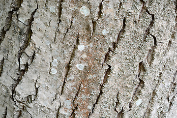 Image showing Texture of tree bark