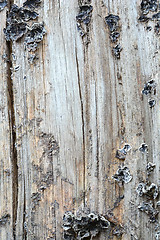 Image showing background of bark tree