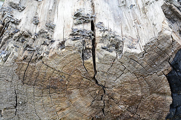 Image showing structure of the saw cut logs in the background